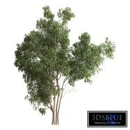 Ming Aralia Tree 460