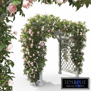 Rose pergola