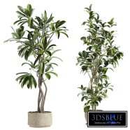 set94 indoor plant