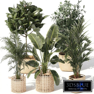 A collection of flowers in white wicker baskets and vases with Ravenala, Ficus palm, and Strelitzia Howea. Set of 1521 plants.