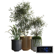 Indoor plant 1012