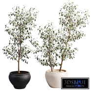Minimal Indoor Decorative Plant 003