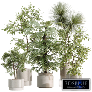 AV Indoor Plants Set 553 Ficus Marginata Elegant Monstera Yucca Chemlali Olive