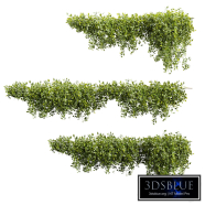 plant vol 1152 - Outdoor - ivy - pothos