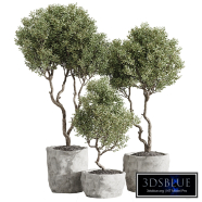 Indoor Plant set - 034