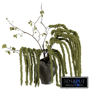 Bouquet of amaranth in a stylish vase