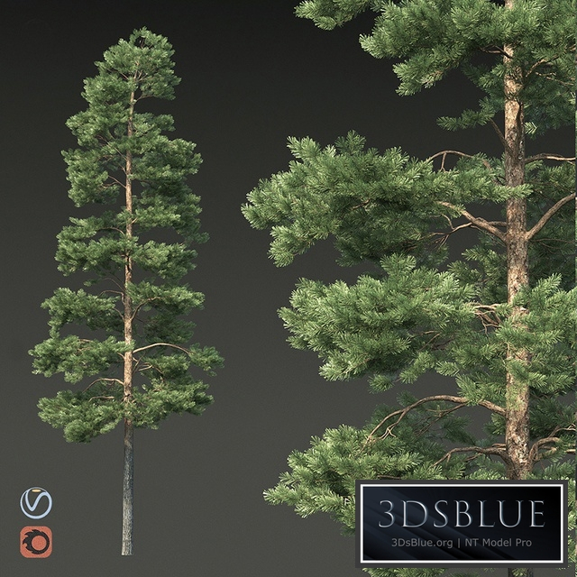 Pine