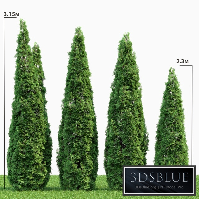 Thuja