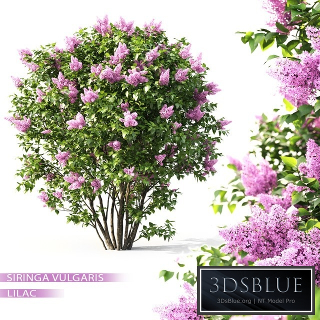 Syringa