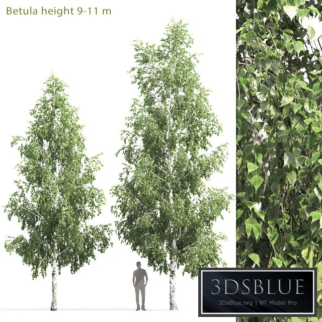 Birch