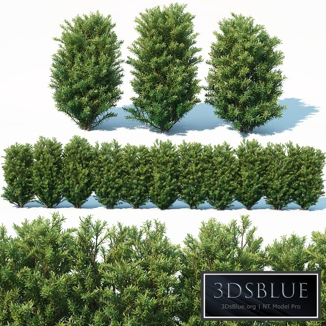 Taxus Baccata # 7. 70cm hedge