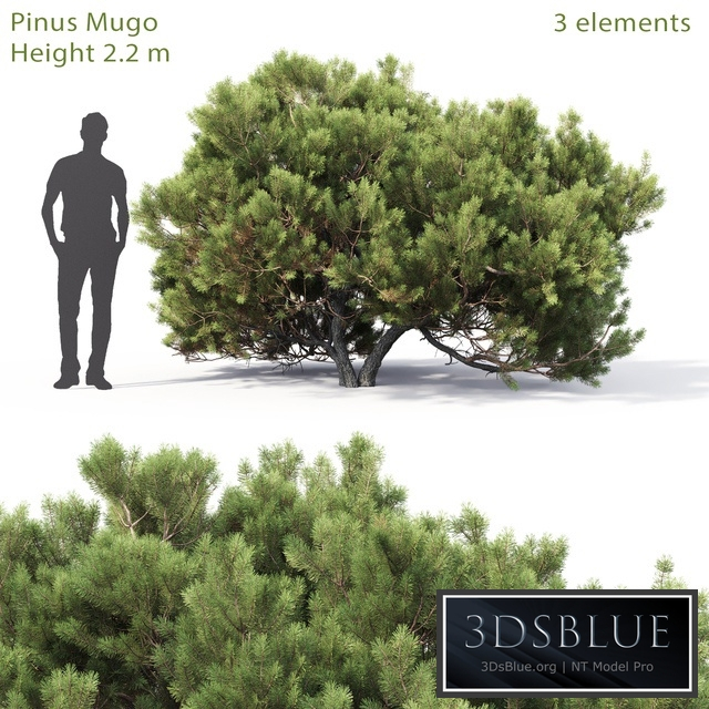Pine