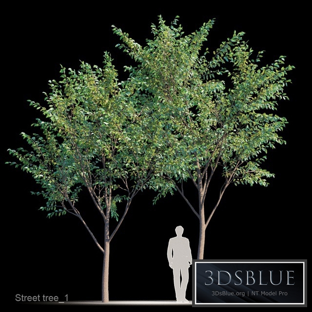 Street tree v1