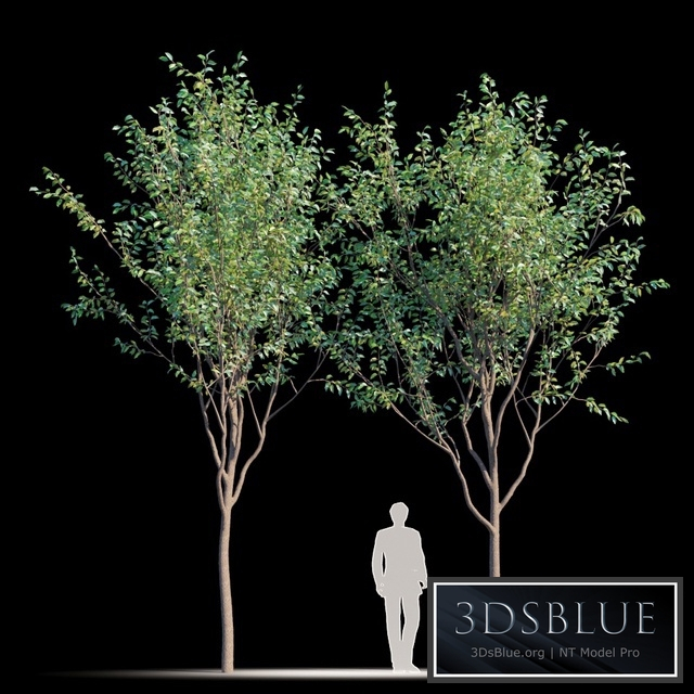 Street tree v2