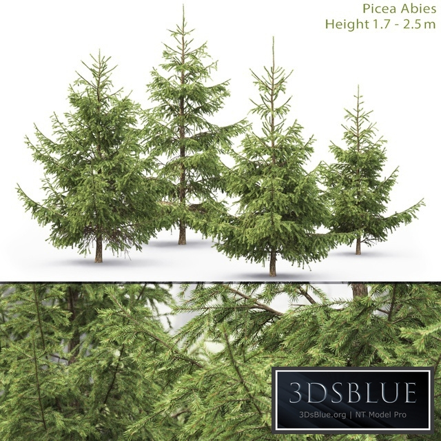 Spruce