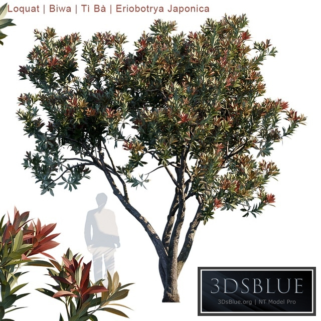 Loquat | Biwa | Eriobotrya japonica