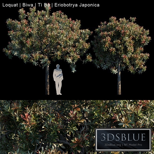 Loquat | Biwa | Eriobotrya japonica