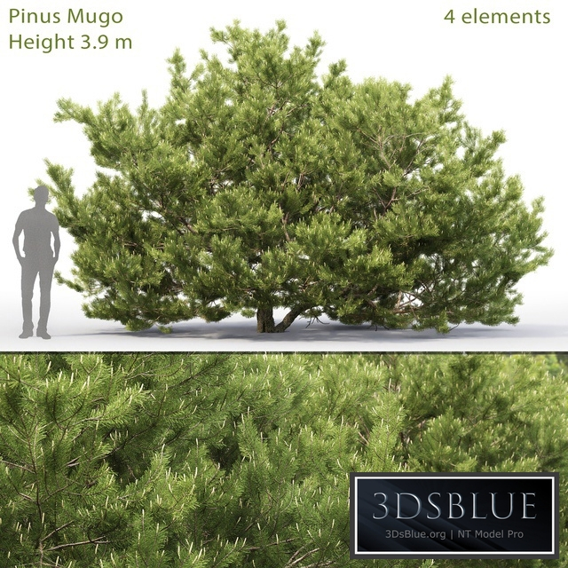 Pine