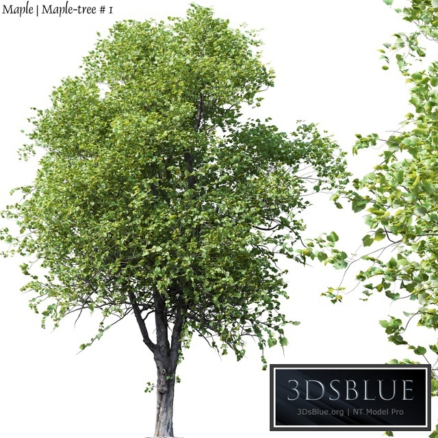 Maple | Maple-tree # 1