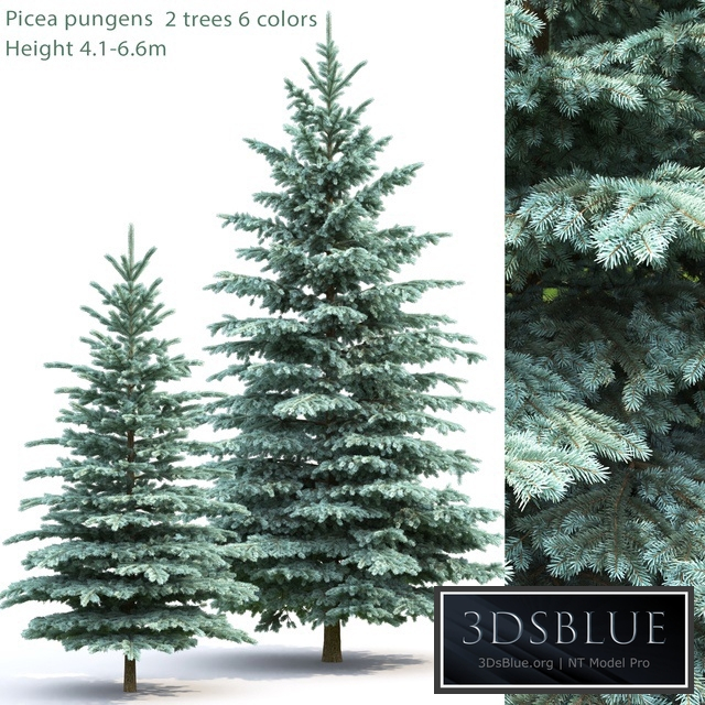 Spruce