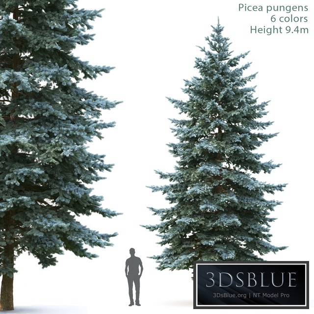 Spruce