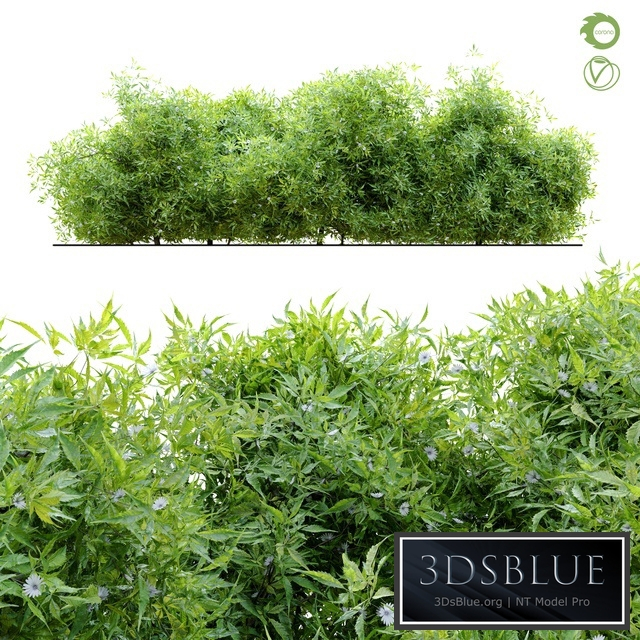 Bush 4