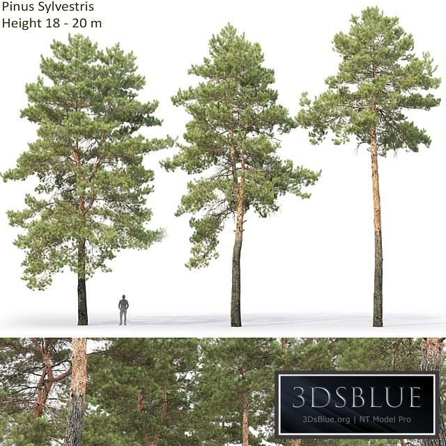 Pine