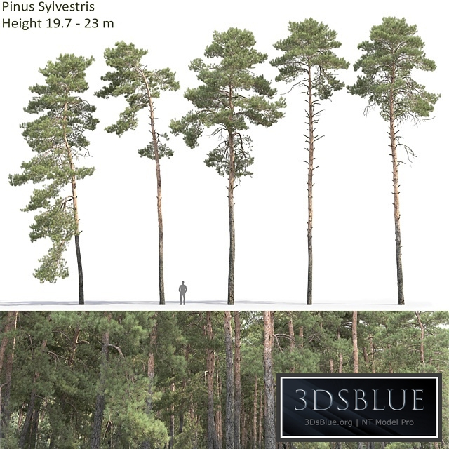 Pine