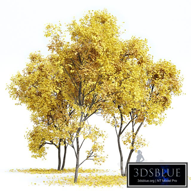Real Tree Acer Saccharinum Fall