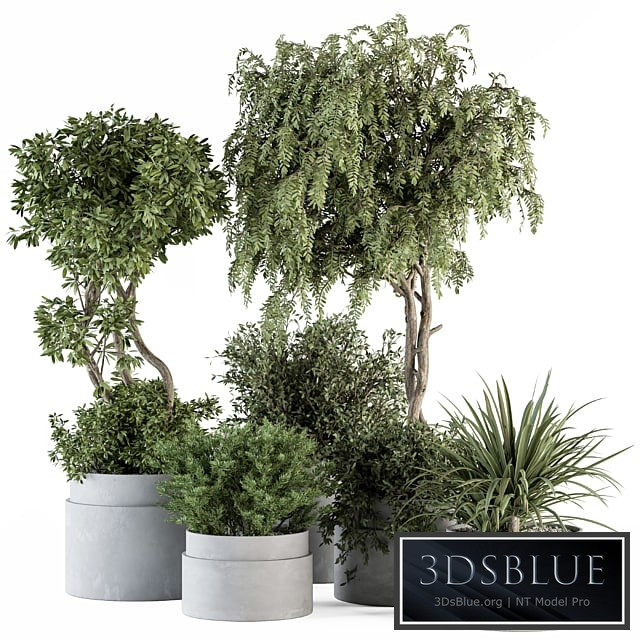 indoor Plant Set 341- Tree and Plant Set in Gray pot