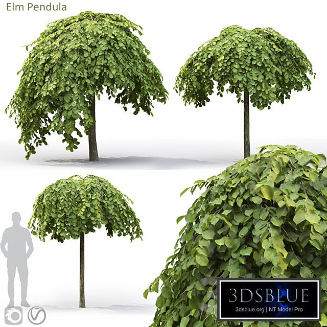 Elm