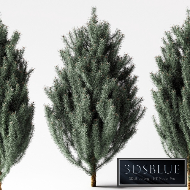 blue Pine