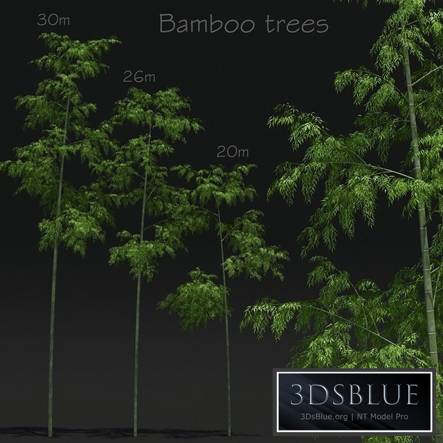 Bamboo Trees