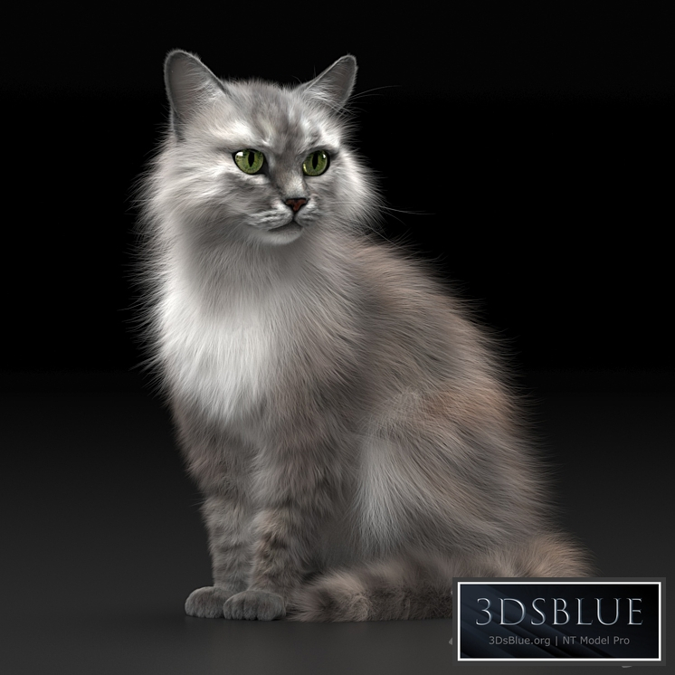 CAT 3
