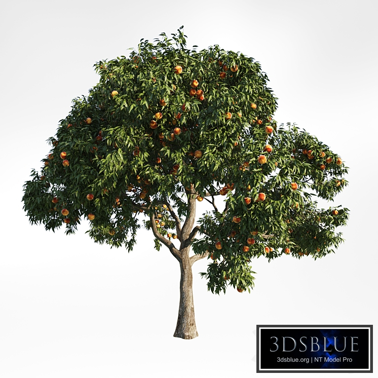 peach tree 9