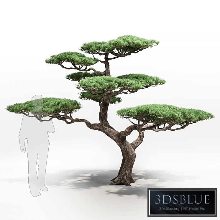 pine
