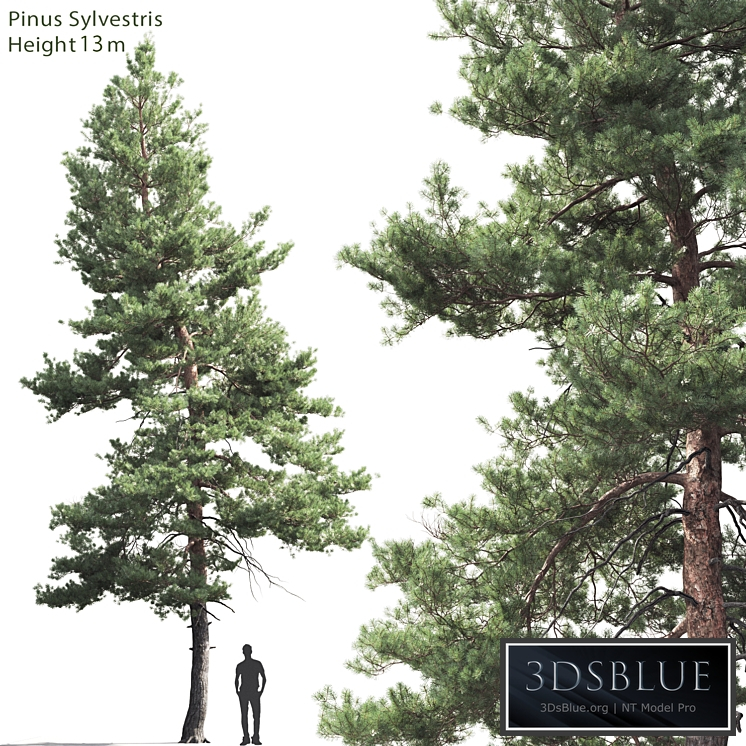 Pine
