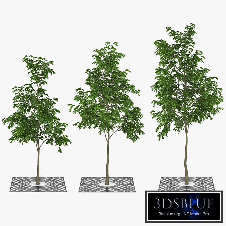 Street Tree 01