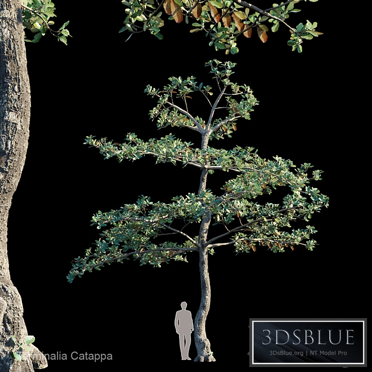 Terminalia Catappa_Var1