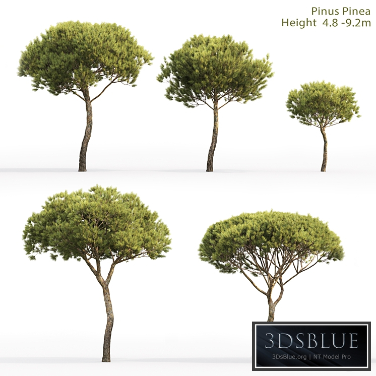 Pine