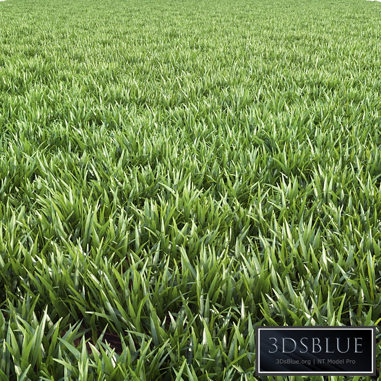 Arch_grass 02