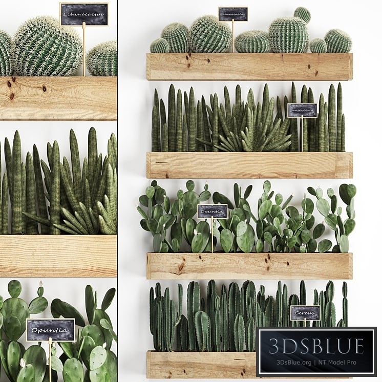 Vertical gardening. 42. Cacti, shelf with flowers, echinocactus, cereu