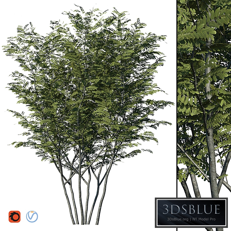 Honey locust