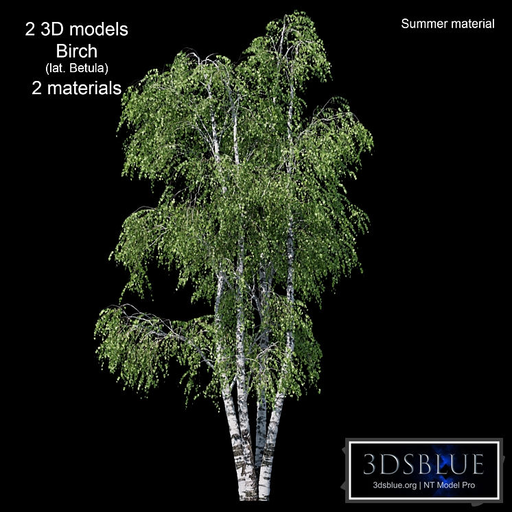 Birch tree