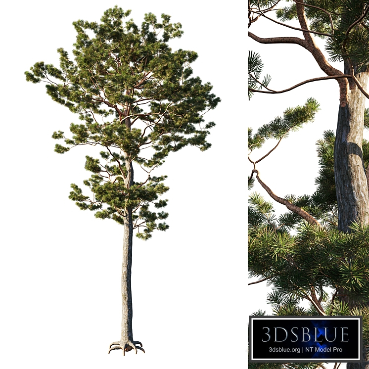 Pinus sylvestris tree