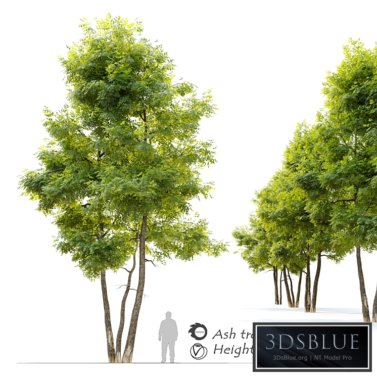Ash tree 13