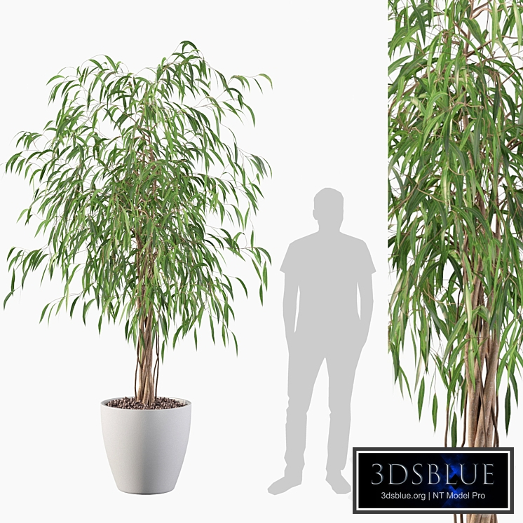 Plants collection 075 - ficus ali