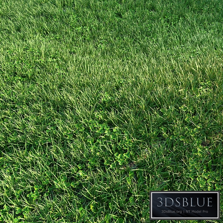 Grass