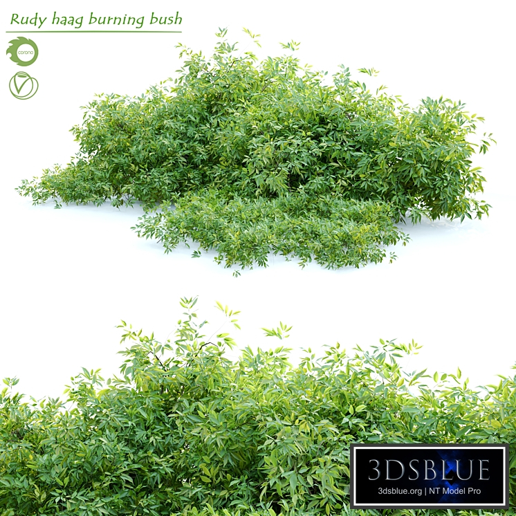 Rudy haag burning bush