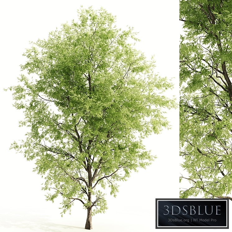 ash tree